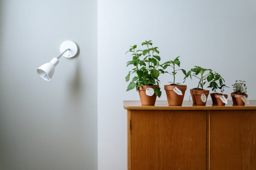 Zioła na zmarszczki - które są skuteczne i jak je stosować?